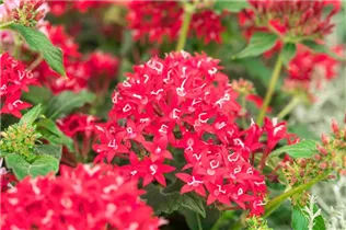 Pentas lanceolata 'Graffiti'® - Fünfzahlstrauch