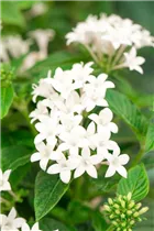 Pentas lanceolata 'Graffiti'® - Fünfzahlstrauch