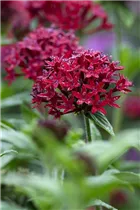 Pentas lanceolata 'Panic Red' - Fünfzahlstrauch