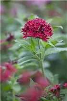 Pentas lanceolata 'Panic Red' - Fünfzahlstrauch