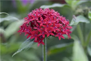 Pentas lanceolata 'Panic Red' - Fünfzahlstrauch