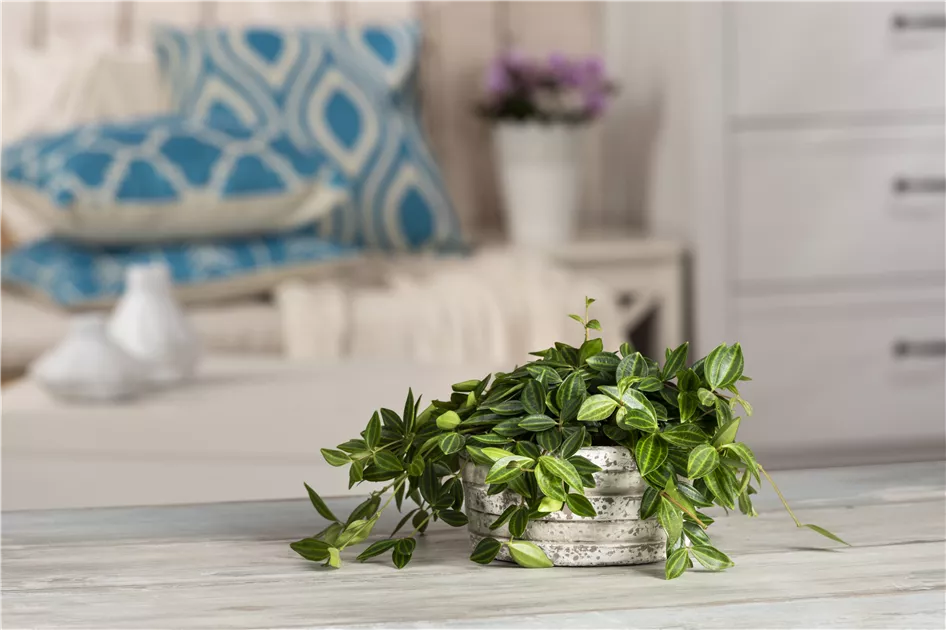 Zierpfeffer, Peperomia angulata