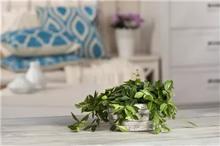 Peperomia angulata - Zierpfeffer Peperomia angulata - Zierpfeffer