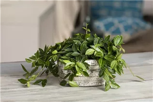 Peperomia angulata - Zierpfeffer Peperomia angulata - Zierpfeffer