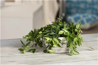 Peperomia angulata - Zierpfeffer Peperomia angulata - Zierpfeffer