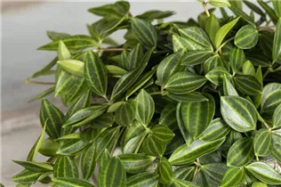 Peperomia angulata - Zierpfeffer Peperomia angulata - Zierpfeffer