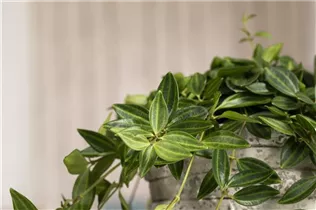 Peperomia angulata - Zierpfeffer Peperomia angulata - Zierpfeffer