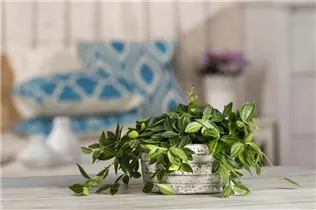 Peperomia angulata - Zierpfeffer Peperomia angulata - Zierpfeffer