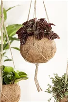 Peperomia caperata - Zwergpfeffer