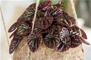 Peperomia caperata - Zwergpfeffer
