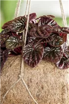 Peperomia caperata - Zwergpfeffer