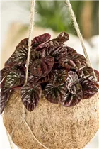 Peperomia caperata - Zwergpfeffer
