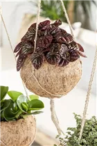 Peperomia caperata - Zwergpfeffer