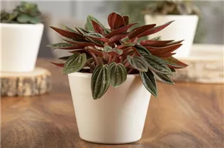 Peperomia caperata - Zwergpfeffer