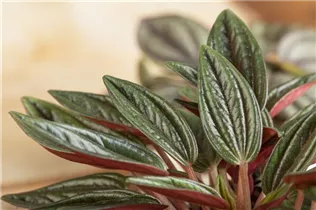 Peperomia caperata - Zwergpfeffer