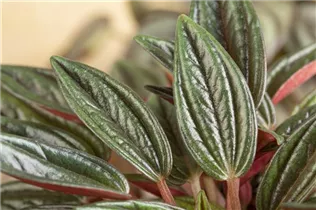 Peperomia caperata - Zwergpfeffer