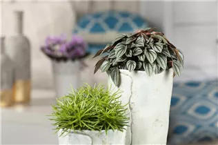 Peperomia caperata 'Napoli Nights' - Zwergpfeffer 'Napoli Nights' Peperomia caperata 'Napoli Nights' - Zwergpfeffer 'Napoli Nights'