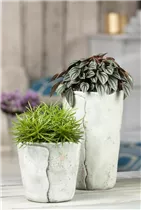 Peperomia caperata 'Napoli Nights' - Zwergpfeffer 'Napoli Nights' Peperomia caperata 'Napoli Nights' - Zwergpfeffer 'Napoli Nights'