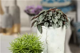 Peperomia caperata 'Napoli Nights' - Zwergpfeffer 'Napoli Nights' Peperomia caperata 'Napoli Nights' - Zwergpfeffer 'Napoli Nights'