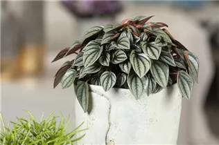 Peperomia caperata 'Napoli Nights' - Zwergpfeffer 'Napoli Nights' Peperomia caperata 'Napoli Nights' - Zwergpfeffer 'Napoli Nights'