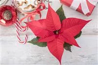 - Der Weihnachtsstern – Traditionelle Zimmerpflanze zum Advent  - Der Weihnachtsstern – Traditionelle Zimmerpflanze zum Advent