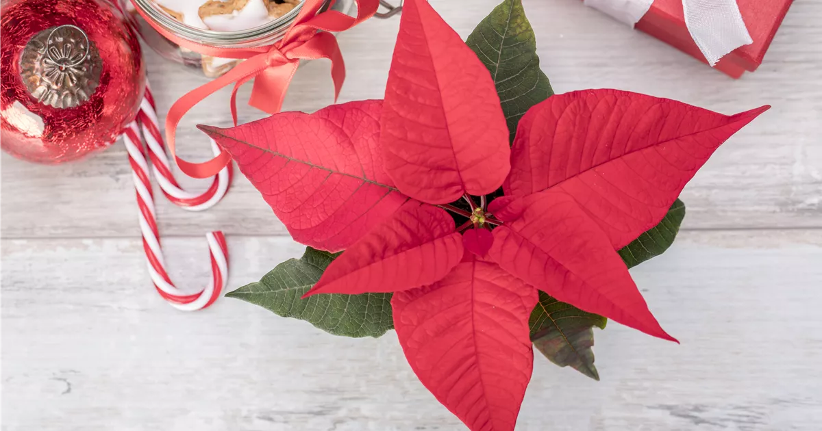  - Der Weihnachtsstern – Traditionelle Zimmerpflanze zum Advent