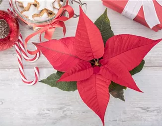 Der Weihnachtsstern – Traditionelle Zimmerpflanze zum Advent