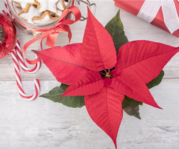 - Der Weihnachtsstern – Traditionelle Zimmerpflanze zum Advent  - Der Weihnachtsstern – Traditionelle Zimmerpflanze zum Advent