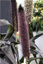 Pennisetum glaucum 'Purple Baron' - Garten-Federborstengras 'Purple Baron' Pennisetum glaucum 'Purple Baron' - Garten-Federborstengras 'Purple Baron'