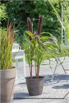 Pennisetum glaucum 'Purple Baron' - Garten-Federborstengras 'Purple Baron' Pennisetum glaucum 'Purple Baron' - Garten-Federborstengras 'Purple Baron'