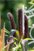 Pennisetum glaucum 'Purple Baron' - Garten-Federborstengras 'Purple Baron' Pennisetum glaucum 'Purple Baron' - Garten-Federborstengras 'Purple Baron'
