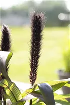 Pennisetum glaucum 'Purple Baron' - Garten-Federborstengras 'Purple Baron' Pennisetum glaucum 'Purple Baron' - Garten-Federborstengras 'Purple Baron'
