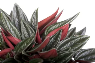 Peperomia caperata 'Rosso' - Pfefferpflanze 'Rosso' Peperomia caperata 'Rosso' - Pfefferpflanze 'Rosso'