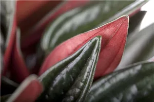 Peperomia caperata 'Rosso' - Pfefferpflanze 'Rosso' Peperomia caperata 'Rosso' - Pfefferpflanze 'Rosso'