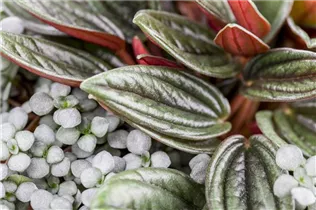 Peperomia caperata 'Rosso' - Pfefferpflanze 'Rosso' Peperomia caperata 'Rosso' - Pfefferpflanze 'Rosso'