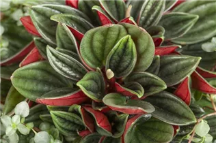 Peperomia caperata 'Rosso' - Pfefferpflanze 'Rosso' Peperomia caperata 'Rosso' - Pfefferpflanze 'Rosso'