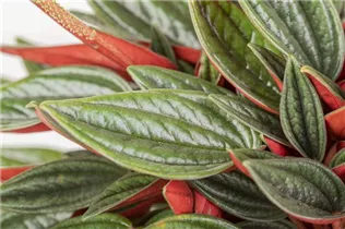 Peperomia caperata 'Rosso' - Pfefferpflanze 'Rosso' Peperomia caperata 'Rosso' - Pfefferpflanze 'Rosso'