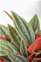 Peperomia caperata 'Rosso' - Pfefferpflanze 'Rosso' Peperomia caperata 'Rosso' - Pfefferpflanze 'Rosso'