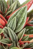Peperomia caperata 'Rosso' - Pfefferpflanze 'Rosso' Peperomia caperata 'Rosso' - Pfefferpflanze 'Rosso'