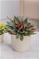 Peperomia caperata 'Rosso' - Pfefferpflanze 'Rosso' Peperomia caperata 'Rosso' - Pfefferpflanze 'Rosso'