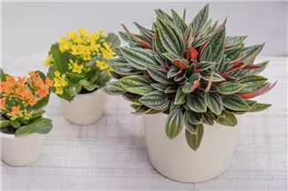 Peperomia caperata 'Rosso' - Pfefferpflanze 'Rosso' Peperomia caperata 'Rosso' - Pfefferpflanze 'Rosso'