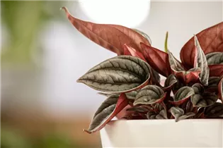 Peperomia caperata 'Rosso' - Pfefferpflanze 'Rosso' Peperomia caperata 'Rosso' - Pfefferpflanze 'Rosso'