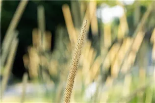 Pennisetum macrourum 'Tail Feather' - Afrikanisches Lampenputzergras 'Tail Feather' Pennisetum macrourum 'Tail Feather' - Afrikanisches Lampenputzergras 'Tail Feather'