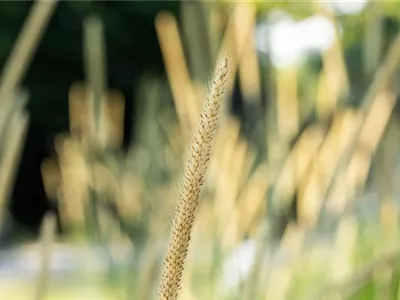 Pennisetum macrourum 'Tail Feather' - Afrikanisches Lampenputzergras 'Tail Feather' Pennisetum macrourum 'Tail Feather' - Afrikanisches Lampenputzergras 'Tail Feather'