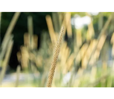 Pennisetum macrourum 'Tail Feather' - Afrikanisches Lampenputzergras 'Tail Feather' Pennisetum macrourum 'Tail Feather' - Afrikanisches Lampenputzergras 'Tail Feather'