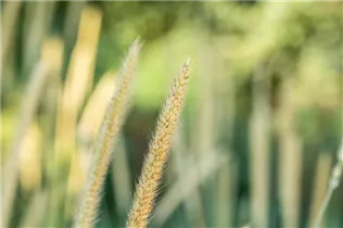 Pennisetum macrourum 'Tail Feather' - Afrikanisches Lampenputzergras 'Tail Feather' Pennisetum macrourum 'Tail Feather' - Afrikanisches Lampenputzergras 'Tail Feather'
