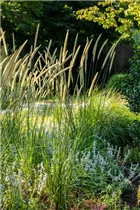 Pennisetum macrourum 'Tail Feather' - Afrikanisches Lampenputzergras 'Tail Feather' Pennisetum macrourum 'Tail Feather' - Afrikanisches Lampenputzergras 'Tail Feather'