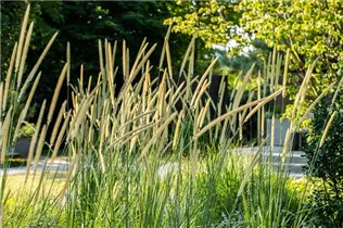Pennisetum macrourum 'Tail Feather' - Afrikanisches Lampenputzergras 'Tail Feather' Pennisetum macrourum 'Tail Feather' - Afrikanisches Lampenputzergras 'Tail Feather'