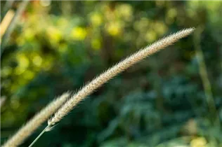 Pennisetum macrourum 'Tail Feather' - Afrikanisches Lampenputzergras 'Tail Feather' Pennisetum macrourum 'Tail Feather' - Afrikanisches Lampenputzergras 'Tail Feather'