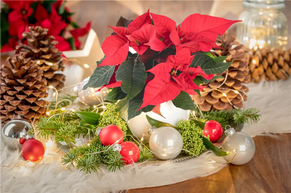 Der Weihnachtsstern  Traditionelle Zimmerpflanze zum Advent - Mauk  Gartenwelt